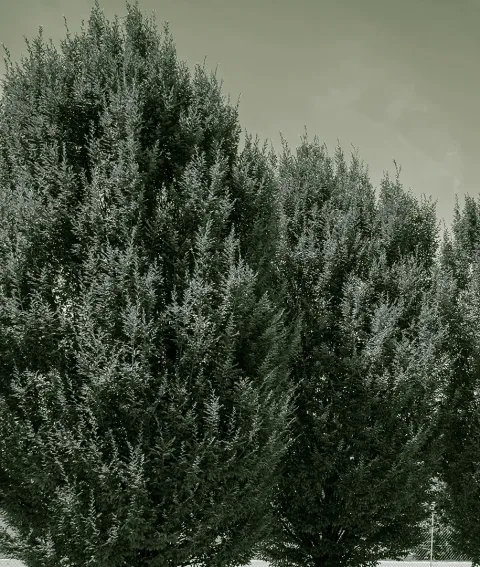 Sovet Italia — השראה 2