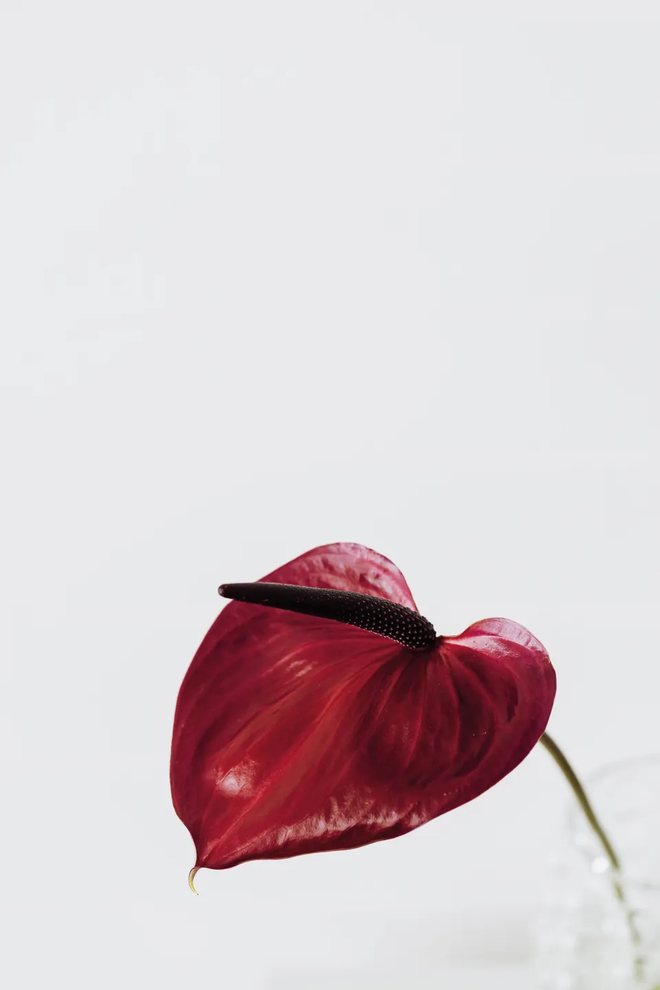 Cierre1972 Tulip — תמונה 5